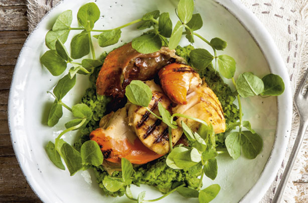 Seared scallops with pea puree