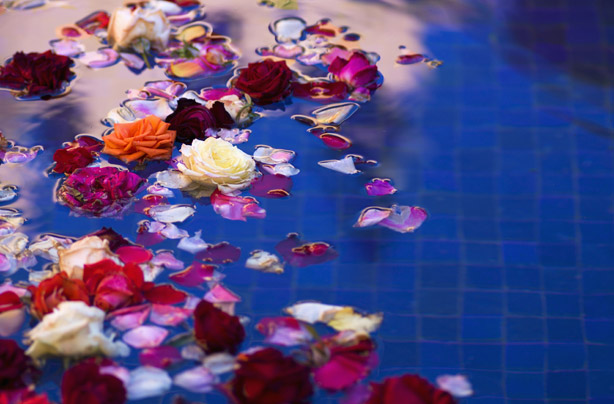 Petals in water Petals in water