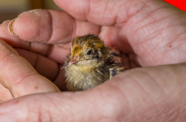 Chick Chick