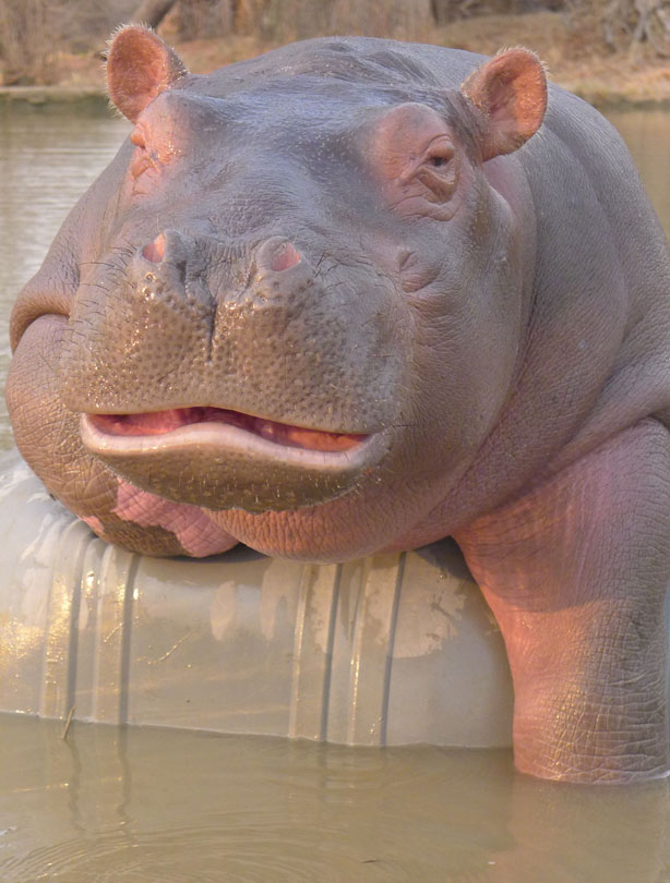 Hippo Hippo