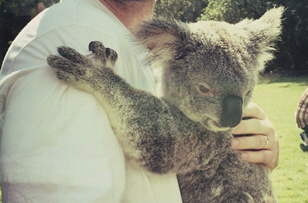 Justin Timberlake koala