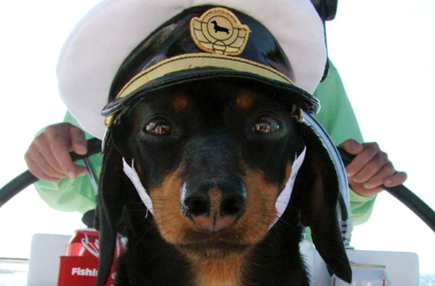 Dachshund wearing sailor's hat