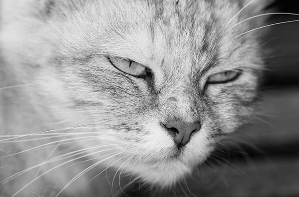 evil cat