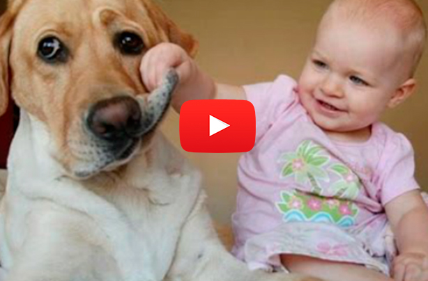 Babies laughing at dogs