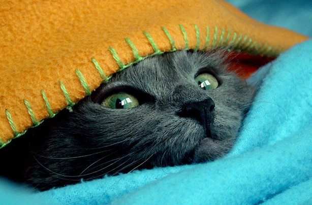 cat in a blanket