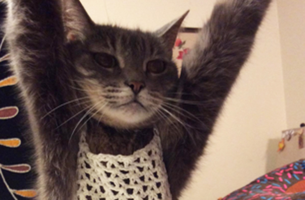 Crochet cat viral