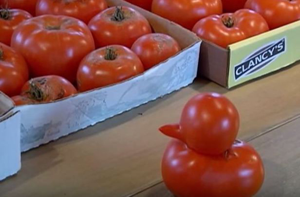 Tomato that looks like a duck