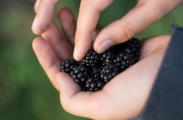 Child blackberry choking danger