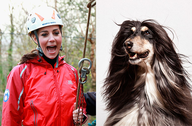 Dog Faces