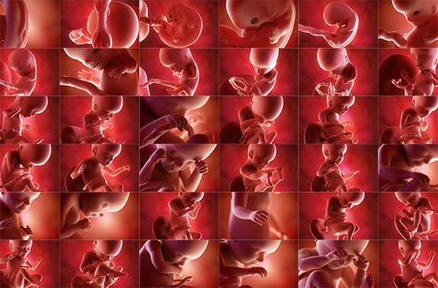 Pregnancy Week By Week Fetal Pictures 60