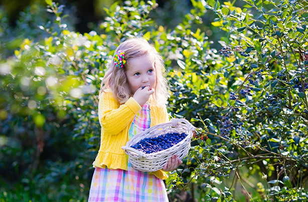 Fruit picking UK