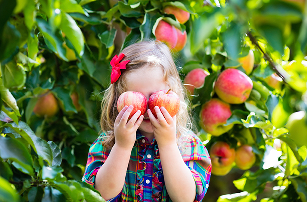 Apple and pear picking