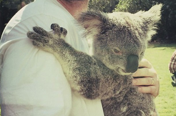 Justin Timberlake pictured hugging a koala bear and it's very cute ...